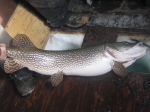 Releasing Avery's Monster